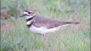 Killdeer call song [upl. by Hanikehs]