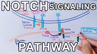 Mechanism of NOTCH SIGNALING PATHWAY [upl. by Ihcego]