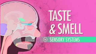 Taste amp Smell Crash Course Anatomy amp Physiology 16 [upl. by Repinuj]