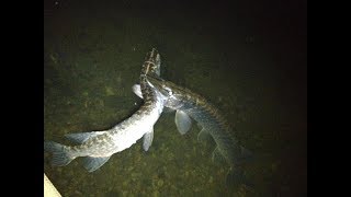 Craziest Pike Attacks amp Eats [upl. by Annayk168]