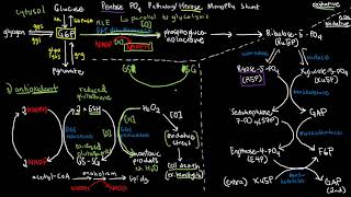 BIOCHEM 42  Pentose Phosphate Pathway [upl. by Waylan]