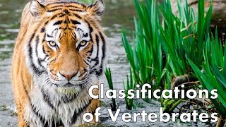 Classifications of Vertebrates [upl. by Neggem]