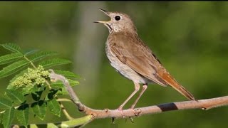 Hermit Thrush Singing [upl. by Travers]