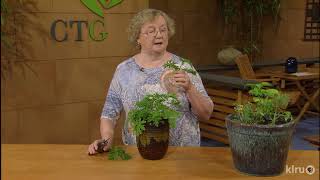 How to Grow Scented Geraniums Ann McCormick Central Texas Gardener [upl. by Swainson]