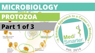 Protozoa  Microbiology  USMLE STEP 1  Part 1 of 3 [upl. by Kreiker450]