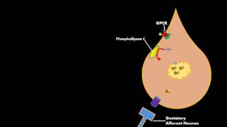 Sensation Of Taste  Taste Pathway  Physiology [upl. by Elbart]