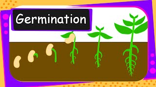 Science  Germination Of Seed  English [upl. by Hiamerej]