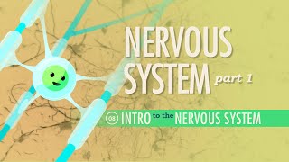 The Nervous System Part 1 Crash Course Anatomy amp Physiology 8 [upl. by Bocoj]