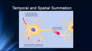 Synapses and Synaptic Potentials [upl. by Yadnil]