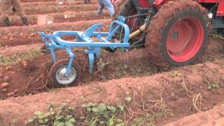 How To Harvest Potatoes [upl. by Catherina]