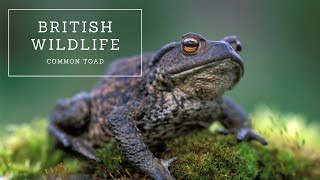 British Wildlife  Common Toad [upl. by Yadnil]