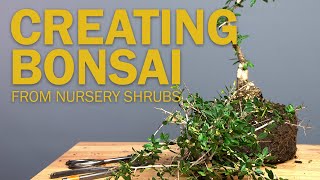 Creating a Bonsai from a Shrub  Making the Initial Cuts for Beginners [upl. by Rafe616]