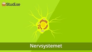 Nervsystemet Biologi  wwwbinogise [upl. by Crin]