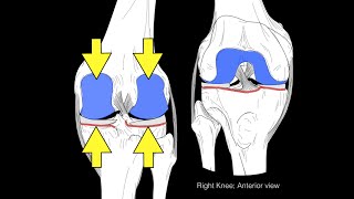 Posterior Cruciate Ligament PCL  Anatomy and Function [upl. by Susanna]