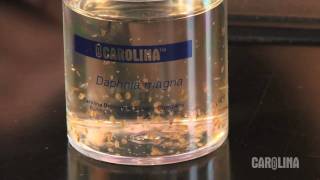 How to Care for Daphnia [upl. by Rramed]