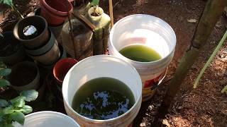 How to grow Green Water Algae [upl. by Ahaelam]