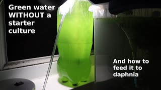 Green Water WITHOUT a Starter Culture  From Scratch  How To [upl. by Nesline]