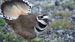 Killdeer Distress CallsDisplay [upl. by Heng649]