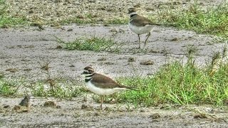 Killdeer Running [upl. by Ariajaj892]