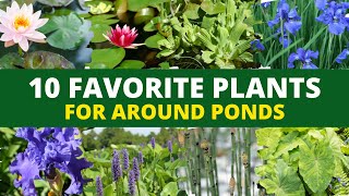 10 Favorite Plants for Around Ponds 🌿 [upl. by Noxaj]