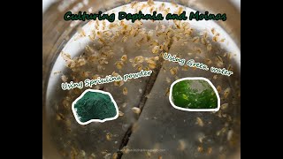 How To Culture Daphnia and Moinas using Green Water Spirulina powder [upl. by Hooper328]