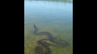 Ubatã Cobra Sucuri no Rio de Contas [upl. by Sholeen346]