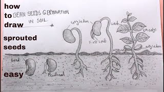 How TO Draw sprouted seedsseed germination drawing easy [upl. by Novick]