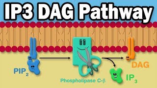 IP3 DAG Calcium Pathway [upl. by Annodas]