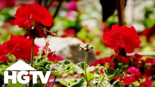 How to Plant Geraniums  Gardening Tips  HGTV [upl. by Hayila773]