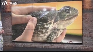 Poisonous toads overrun Florida neighborhood [upl. by Nicolas278]