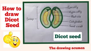 How to draw the diagram of Dicot Seed easily [upl. by Ysteb126]