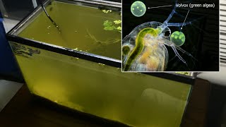 Raising Daphnia for the Freshwater Aquarium [upl. by Sorkin76]