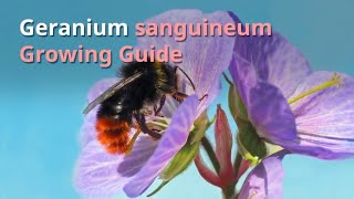 Geranium sanguineum Growing Guide [upl. by Dougal144]