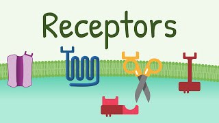 Receptors Types amp Functions [upl. by Kowalski302]