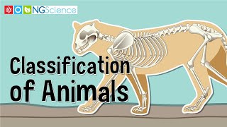 Classification of Animals [upl. by Azar]