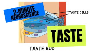 2Minute Neuroscience Taste [upl. by Valida]