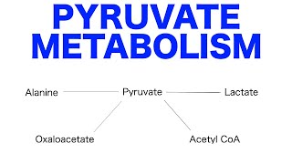 Pyruvate Pathways amp Metabolism [upl. by Keating]