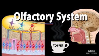 Sensation Of Smell Olfactory Pathway  Physiology [upl. by Maybelle]