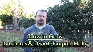 How to grow Bordeaux® Dwarf Yaupon Holly BurgundyRed WInter Foliage [upl. by Aivatahs764]