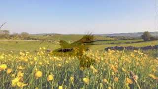 Ralph Vaughan Williams  The Lark Ascending [upl. by Korney840]