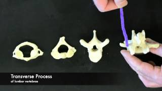 Vertebrae Overview [upl. by Trey]