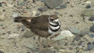 Killdeer bird fakes being injured [upl. by Arlin]