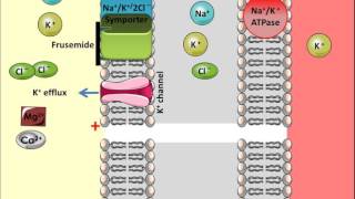 Frusemide  Mechanism of Action [upl. by Buyse151]