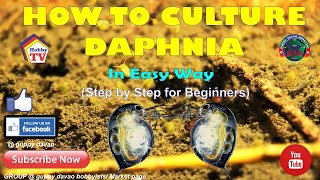 HOW TO CULTURE DAPHNIA In Easy Way [upl. by Heigho]