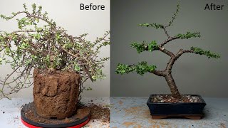 Making Dwarf Jade Bonsai Informal Upright Style  Repotting  Pruning  Wiring  Portulacaria Afra [upl. by Alletsyrc]