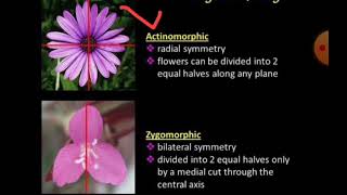 Actinomorphic amp Zygomorphic flowers NEET2024 [upl. by Lebasiram]