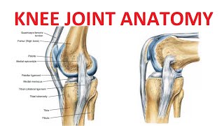 Knee Joint Anatomy [upl. by Tompkins798]