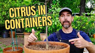 TIPS FOR PLANTING CITRUS TREES IN CONTAINERS [upl. by Netneuq74]