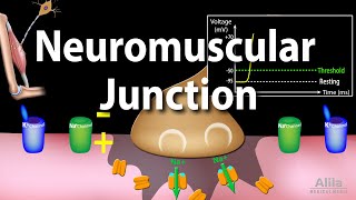 Neuromuscular Junction Animation [upl. by Drareg]