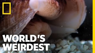 Killer Cone Snail  Worlds Weirdest [upl. by Corabelle]